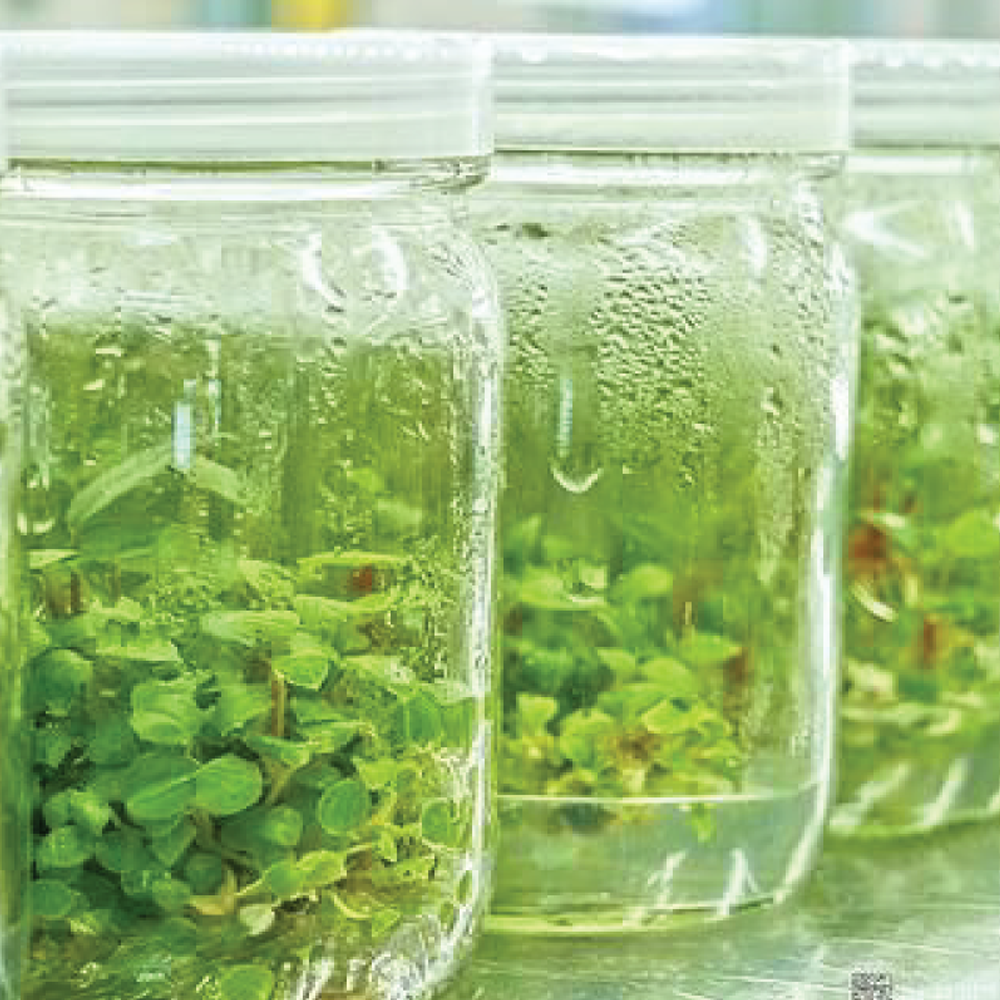 What Is Plant Tissue Culture